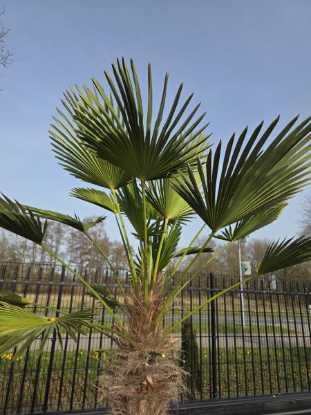 Winterharte Hanfpalme Trachycarpus - Wagnerianus 220 cm ↑ genau diesen im Bild ↑ Nr.27