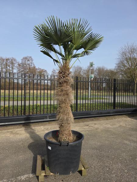 Hanfpalme-Trachycarpus-Wagnerianus-28