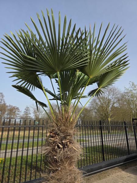 Winterharte Hanfpalme Trachycarpus - Wagnerianus 235 cm ↑ genau diesen im Bild ↑ Nr.28