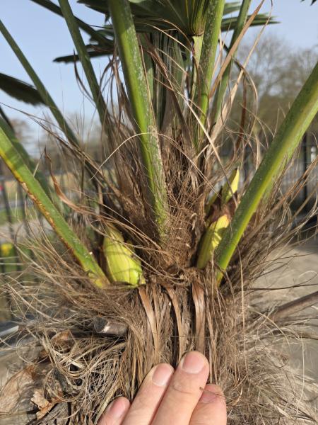 Winterharte Hanfpalme Trachycarpus - Wagnerianus 235 cm ↑ genau diesen im Bild ↑ Nr.28