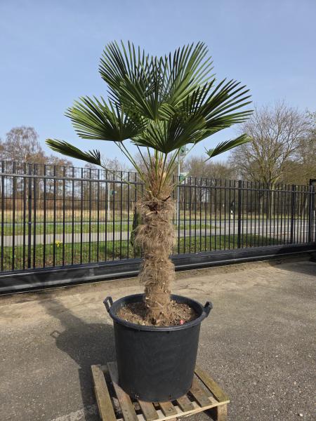 Hanfpalme-Trachycarpus-Wagnerianus-29