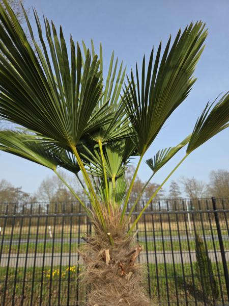 Winterharte Hanfpalme Trachycarpus - Wagnerianus 220 cm ↑ genau diesen im Bild ↑ Nr.30