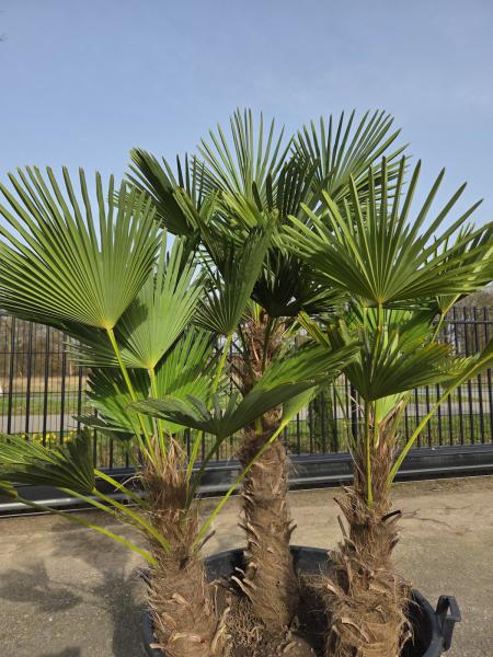 Winterharte Hanfpalme Trachycarpus - Wagnerianus 190 cm ↑ genau diesen im Bild ↑ Nr.31