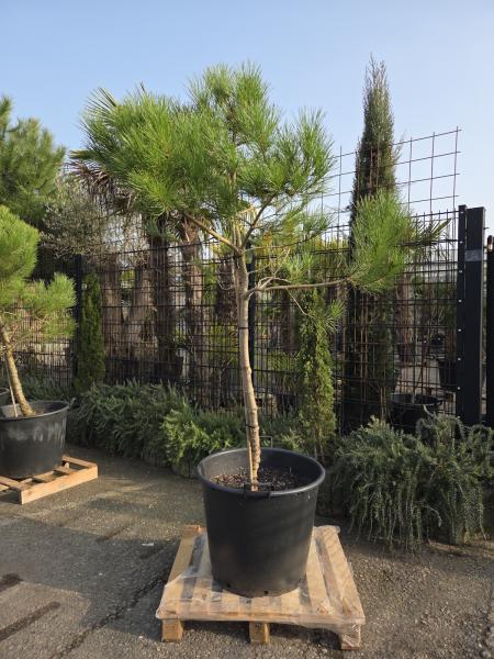 Pinus-Pinea-Nr-16