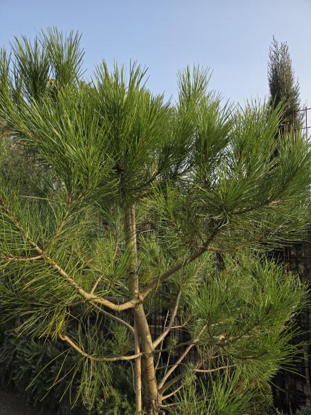 Pinus pinea 200 cm Mittelmeer - Schirmpinie - genau diesen im Bild Nr.18