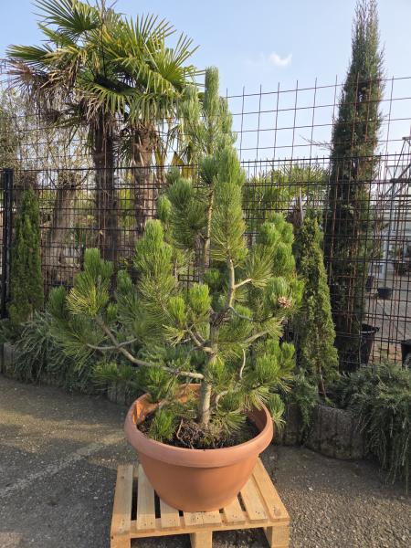 Pinus heldreichii Nr.1