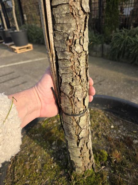 Pinus pinea 240 cm Mittelmeer - Schirmpinie - genau diesen im Bild Nr.20