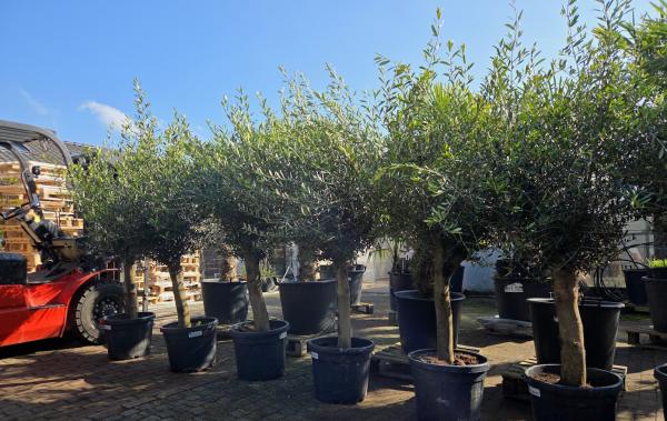 Olivenbaum Hojiblanca  200cm