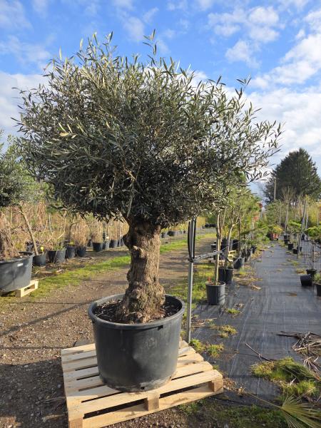 Olivenbaum-Hojiblanca--Nr2