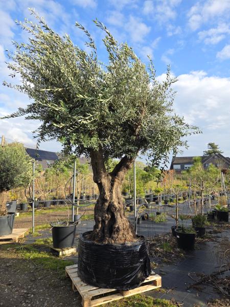 Olivenbaum-Hojiblanca--Nr-7