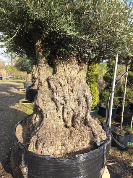 Olivenbaum Hojiblanca  270 cm -  ( 250 - 300 Jährig) mit super dickem knorrigem Stamm.