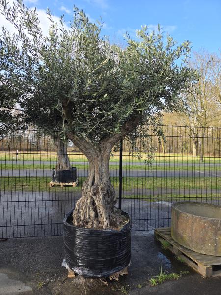 Olivenbaum-Hojiblanca--Nr-5