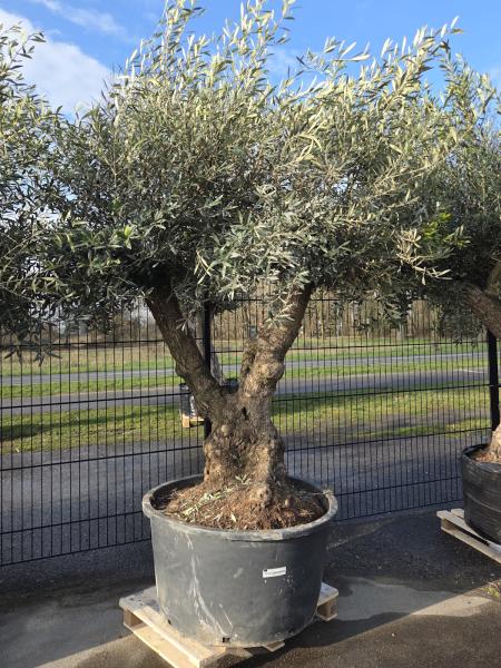Olivenbaum-Hojiblanca--Nr-4