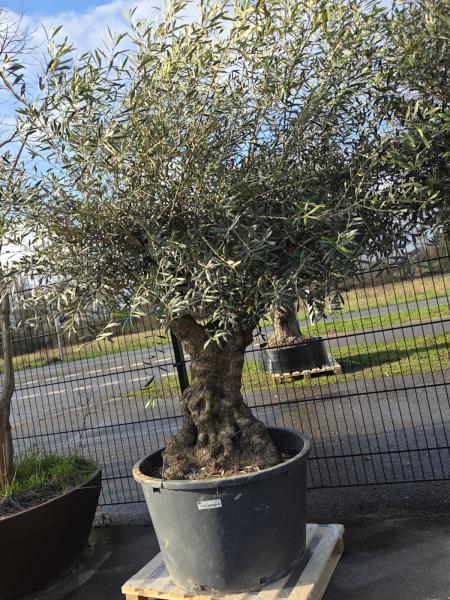 Olivenbaum-Hojiblanca--Nr-3