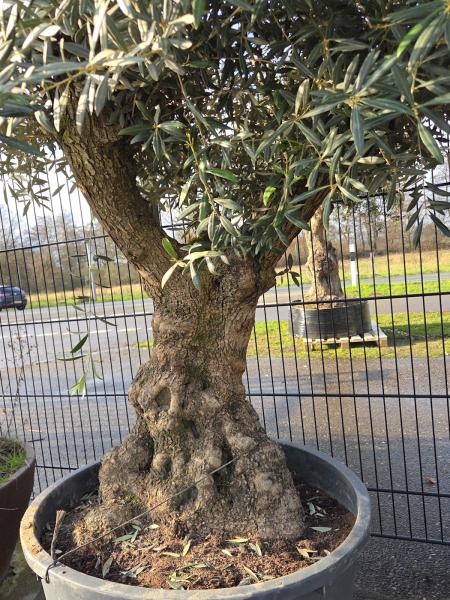 Olivenbaum Hojiblanca  270 cm -  (gut 100 Jährig) mit dickem knorrigem Stamm.