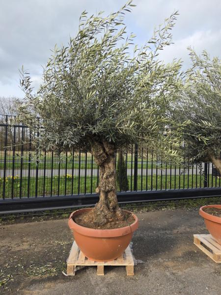 Olivenbaum-Hojiblanca--Nr-8