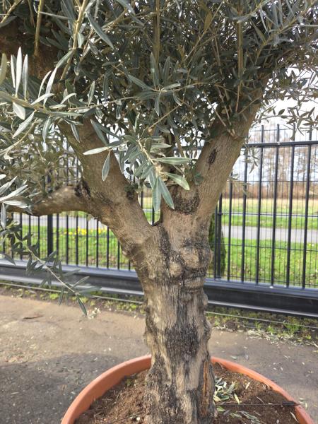 Olivenbaum Hojiblanca  250 cm -  (ca. 70 Jährig) mit schönem verzweigtem Stamm.