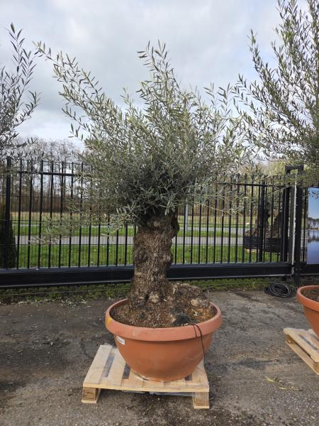 Olivenbaum-Hojiblanca--Nr-10