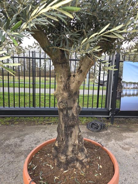 Olivenbaum Hojiblanca  250 cm -  (ca. 70 Jährig) mit schönem verzweigtem Stamm.