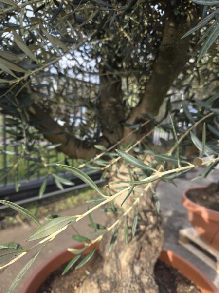 Olivenbaum Hojiblanca  230 cm -  (ca. 80 Jährig) mit schönem verzweigtem Stamm.