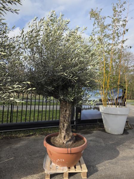 Olivenbaum-Hojiblanca--Nr-15