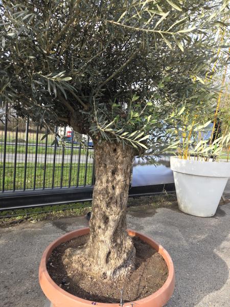 Olivenbaum Hojiblanca  250 cm -  (ca. 70 Jährig) mit dickem knorrigem Stamm.