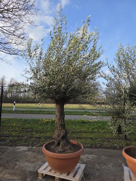 Olivenbaum-Hojiblanca--Nr-16