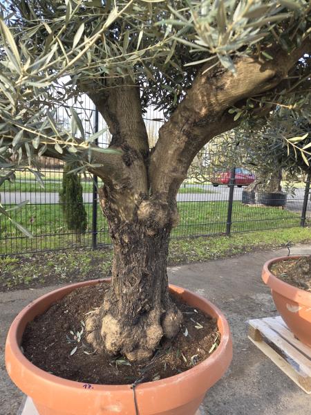 Olivenbaum Hojiblanca  240 cm -  (ca. 70 Jährig) mit schönem verzweigtem Stamm.