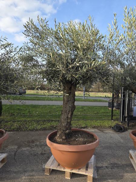 Olivenbaum-Hojiblanca--Nr-19