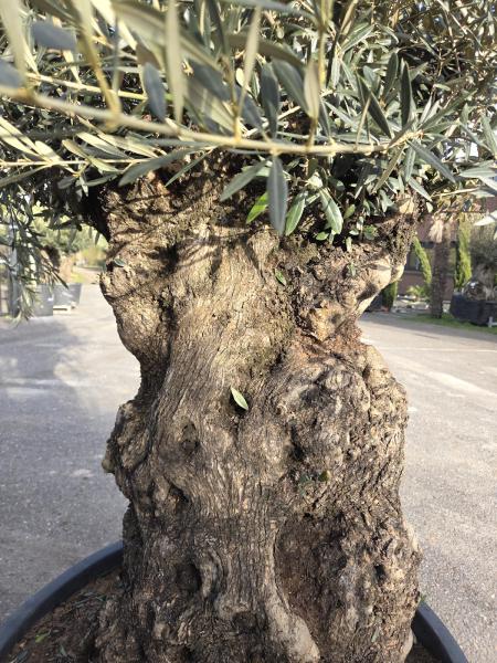 Olivenbaum Hojiblanca  250 cm -  (ca. 150 Jährig) mit sehr dickem knorrigem Stamm.