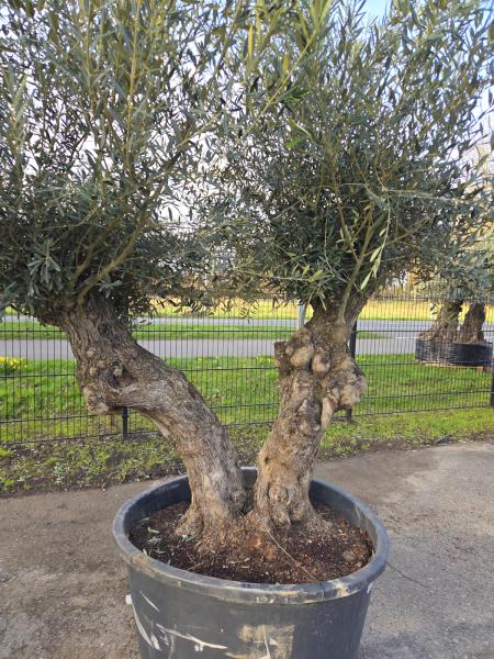 Olivenbaum Hojiblanca  270 cm -  (ca. 80 Jährig) mit doppelstamm.