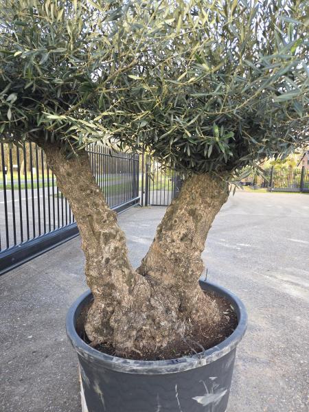 Olivenbaum Hojiblanca  240 cm -  (ca. 80 Jährig) mit doppelstamm.
