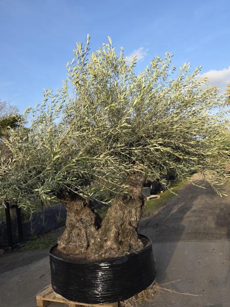 Olivenbaum Hojiblanca  280 cm -  (ca. 140 Jährig) mit doppelstamm.