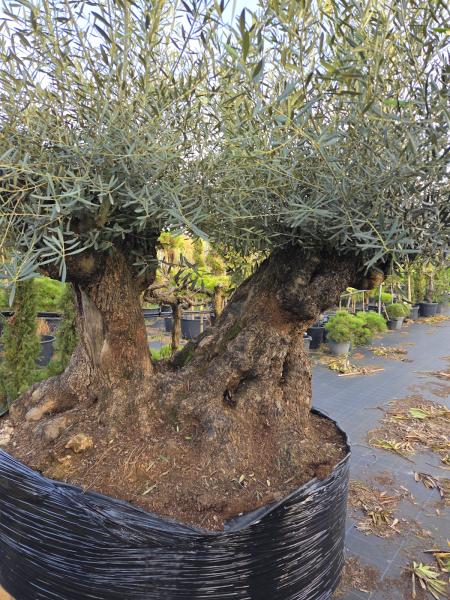 Olivenbaum Hojiblanca  260 cm -  (ca. 160 Jährig) mit doppelstamm.