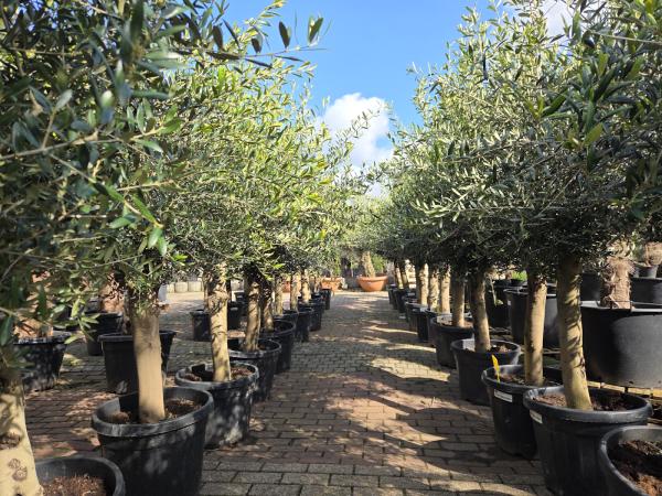 Olivenbaum 200 cm kaufen - www.plantaplaza.de
