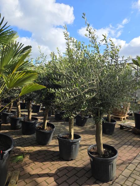 Olivenbaum Hojiblanca  200cm -  (ca. 30 Jährig) Super Qualität zum kleinen Preis.