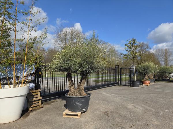 Olivenbaum-Hojiblanca--Nr-25