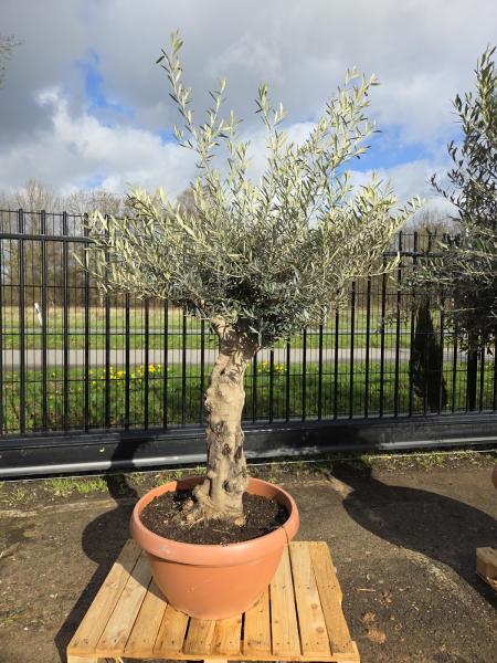 Olivenbaum-Hojiblanca--Nr-28