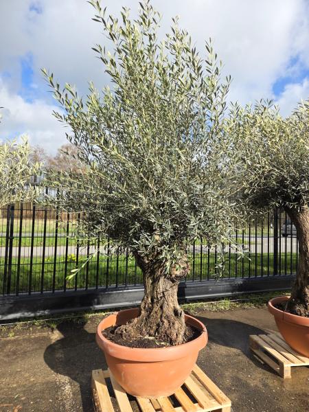 Olivenbaum-Hojiblanca--Nr-29