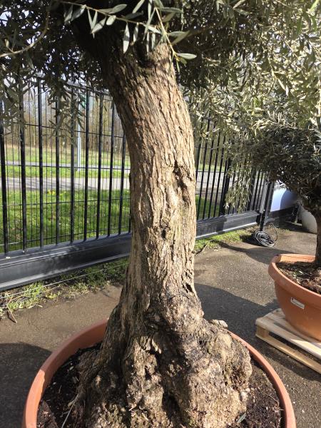 Olivenbaum Hojiblanca  240 cm -  (ca. 80 Jährig) mit altem Stamm.