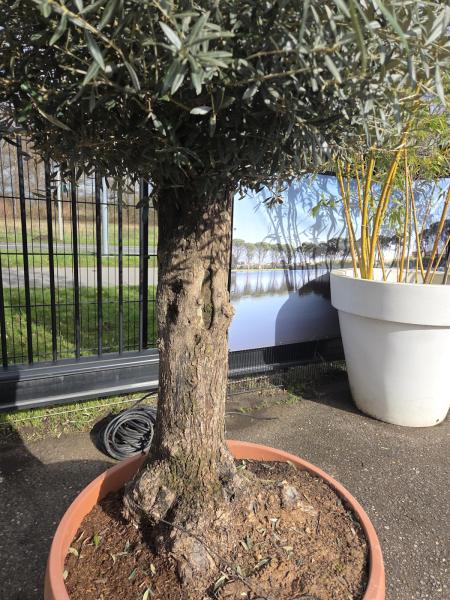 Olivenbaum Hojiblanca  260 cm -  (ca. 60 Jährig) mit schönem verzweigtem Stamm.