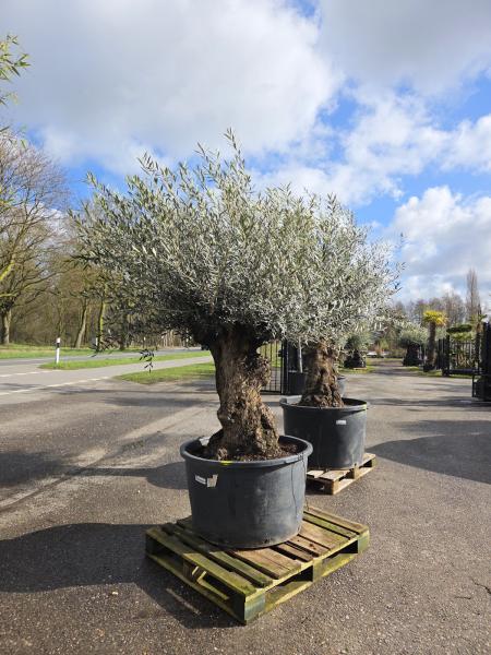 Olivenbaum Hojiblanca  260 cm -  (ca. 140 Jährig) mit sehr dickem knorrigem Stamm.