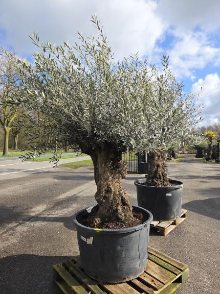 Olivenbaum-Hojiblanca--Nr-33