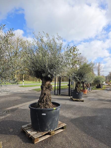 Olivenbaum-Hojiblanca--Nr-34