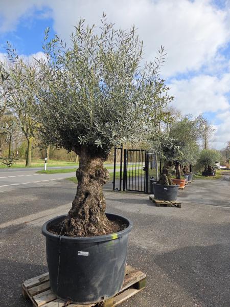 Olivenbaum Hojiblanca  280 cm -  (ca. 130 Jährig) mit sehr dickem knorrigem Stamm.