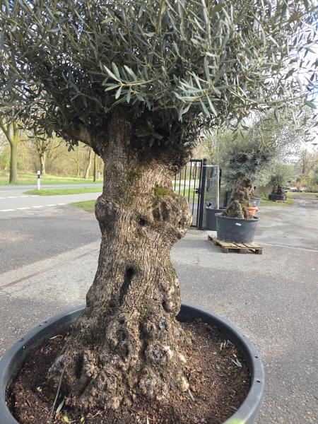 Olivenbaum Hojiblanca  280 cm -  (ca. 130 Jährig) mit sehr dickem knorrigem Stamm.
