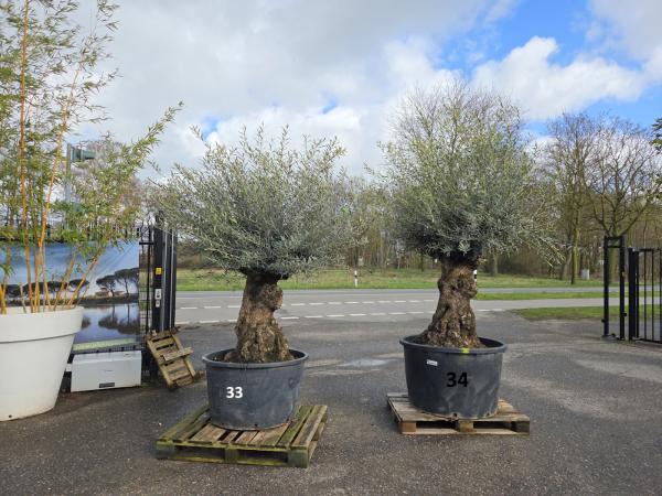 Olivenbaum Hojiblanca  280 cm -  (ca. 130 Jährig) mit sehr dickem knorrigem Stamm.