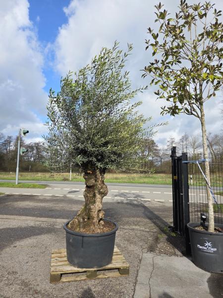 Olivenbaum-Hojiblanca--Nr-35