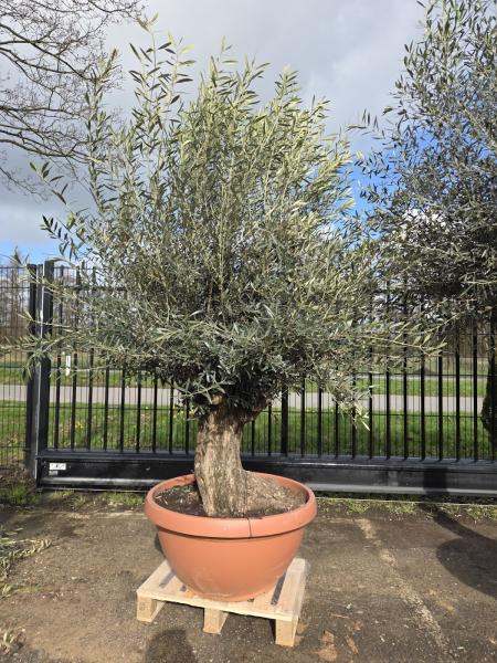 Olivenbaum-Hojiblanca--Nr-36