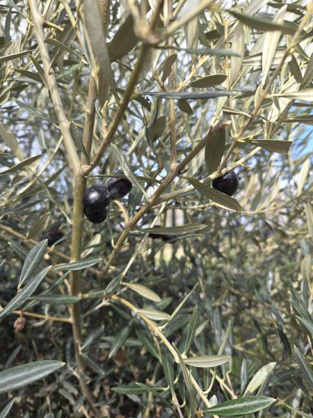 Olivenbaum Hojiblanca  240 cm -  (ca. 80 Jährig) mit schönem verzweigtem Stamm.